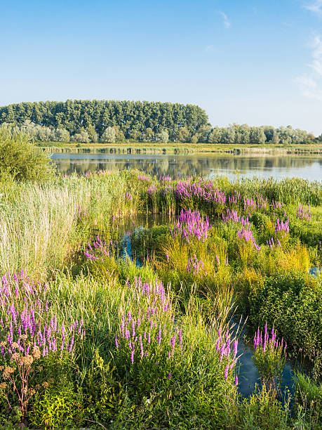 istock Flowering Purple Loosestrife 518499249