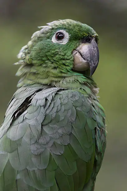English name: Mealy Parrot.