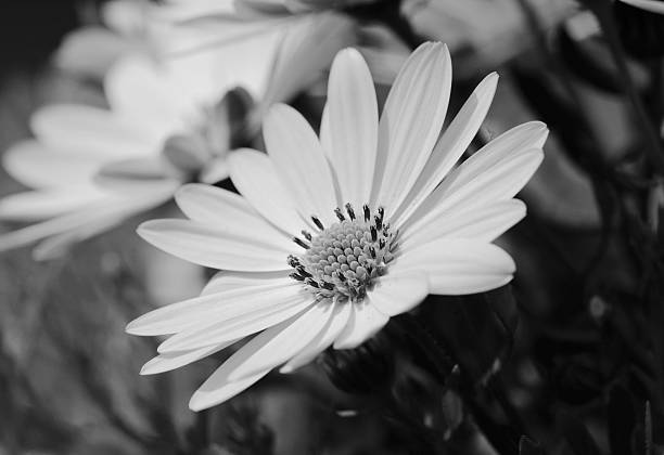 istock Yellow African daisy flower 518499711