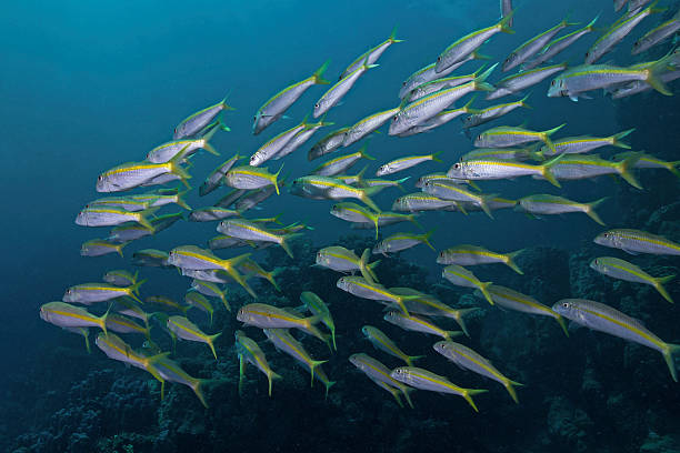 istock Yellowfin Goatfish, Gelbflossen-Meerbarben (Mulloides vanicolensis) 518499760