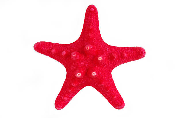 istock sea star isolated on white 518500017
