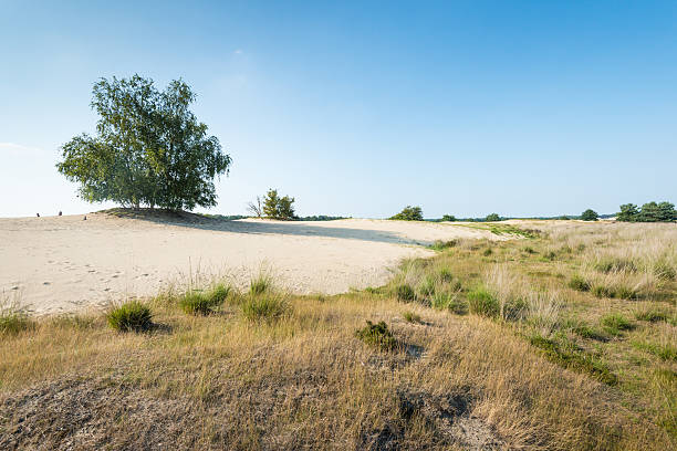 Tree growing in a dry sandy nature area Natural area with a tree, grasses and bare sand. molinia caerulea stock pictures, royalty-free photos & images