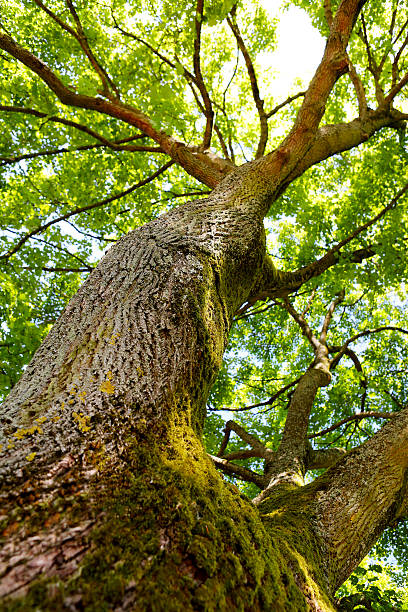 istock The trunk of old oak tree. 518500244
