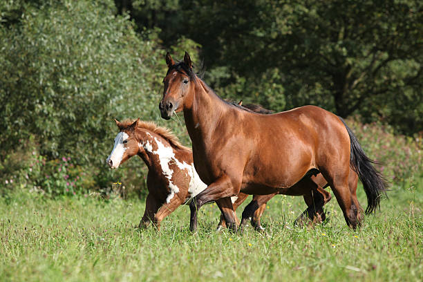 istock Mare with foal running in freedom 518500693