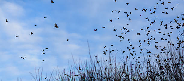 istock Fall - flock of birds migrating south 518501024