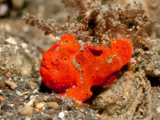 painted frogfish -antennarius pictus