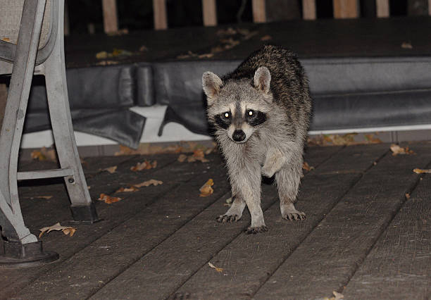 istock Injured Raccoon 518501121