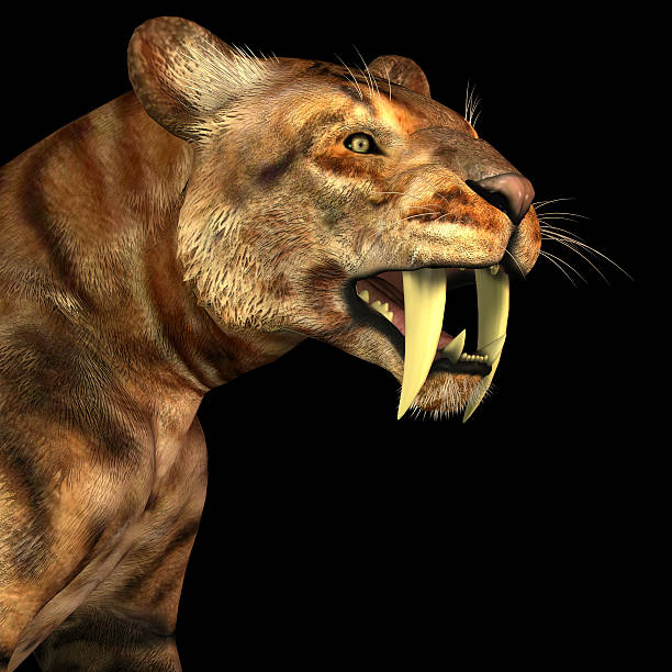 Real Saber Tooth Tiger Pictures