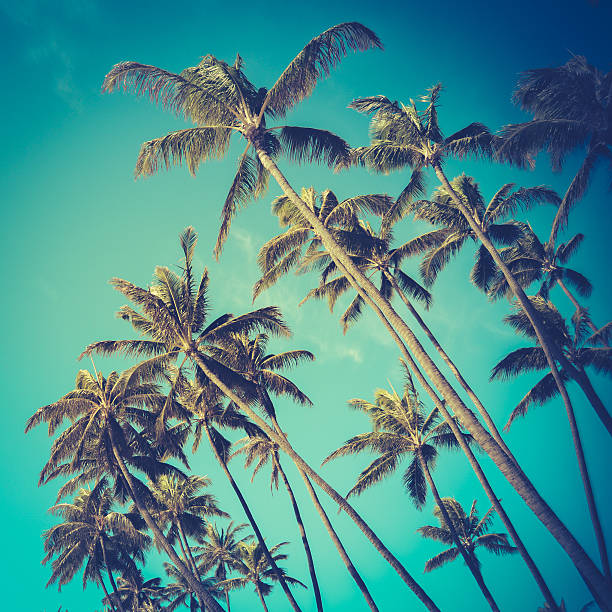 retro diagonal palmeras en hawai - hawaii islands summer surfboard tropical climate fotografías e imágenes de stock
