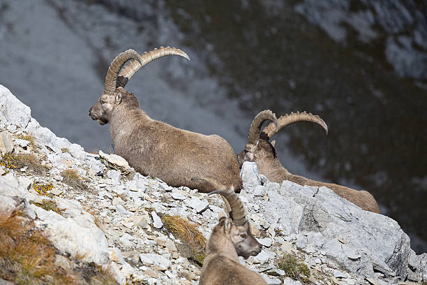 grupo de wild europeo íbice - mehrere tiere fotografías e imágenes de stock