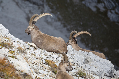 group of wild european ibex in the lechtal alps