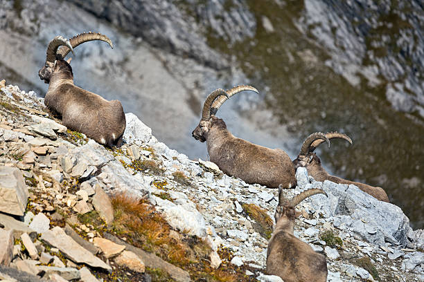 groupe de wild européenne bouquetin - mehrere tiere photos et images de collection