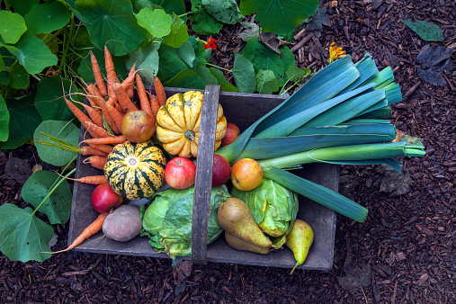 Basket with vegetable and fruit, some pots in the urban garden, London city, UK.