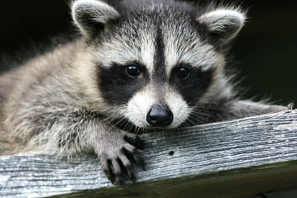 istock Baby raccoon ventures from nest 518502612