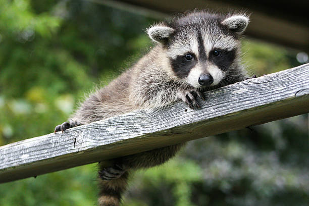 istock Baby raccoon ventures from nest 518502642