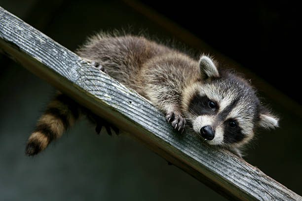 istock Baby raccoon ventures from nest 518502742