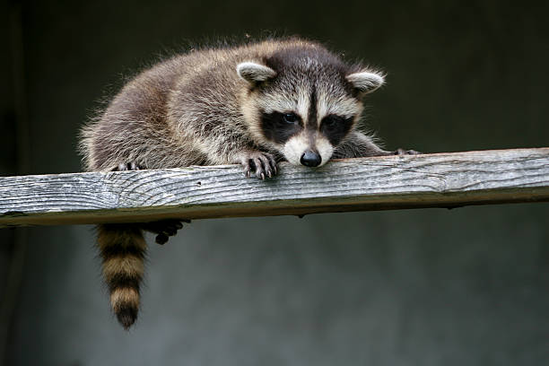 istock Baby raccoon ventures from nest 518502760