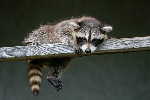 istock Baby raccoon ventures from nest 518502784