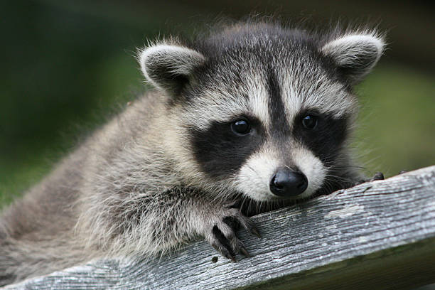 istock Baby raccoon ventures from nest 518502838