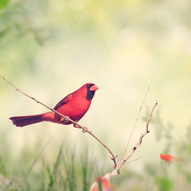 istock Male Northern Cardinal 518503120