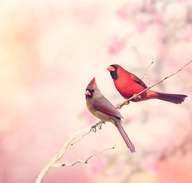 istock Two Northern Cardinals 518503138