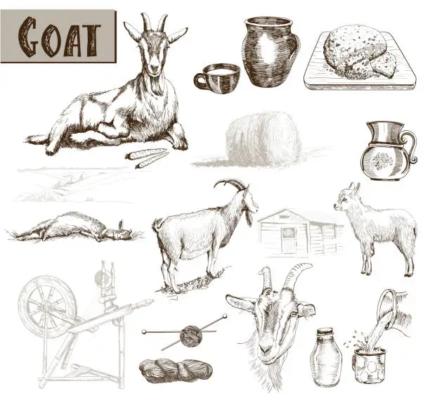 Vector illustration of breeding goats