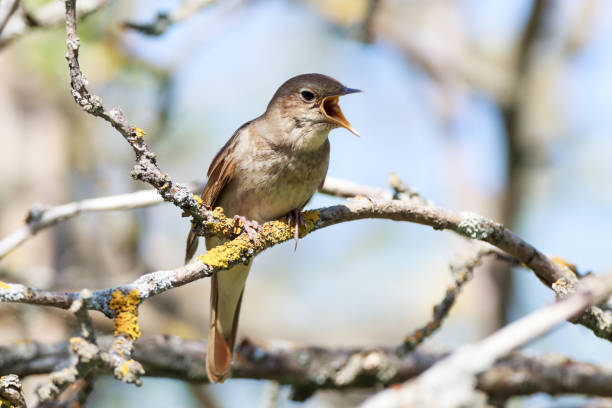 usignolo maggiore (luscinia luscinia) - bird warbler birdsong singing foto e immagini stock