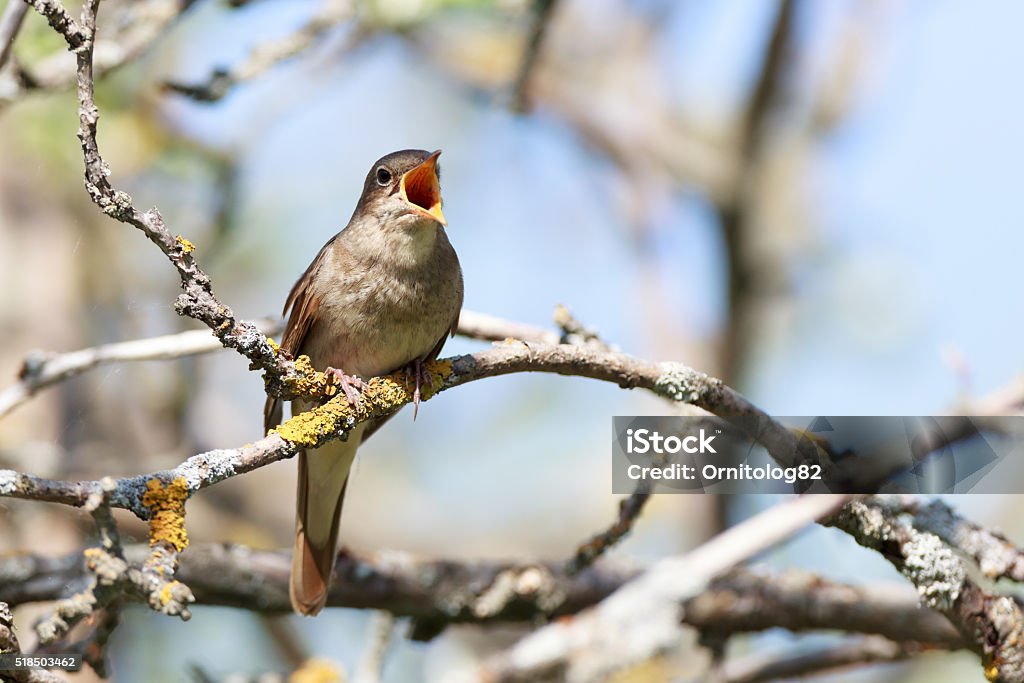 Thrush Nightingale (Luscinia luscinia) Thrush Nightingale (Luscinia luscinia). The bird perching on a branch of the tree. A singing bird. Singing male. Animal Stock Photo