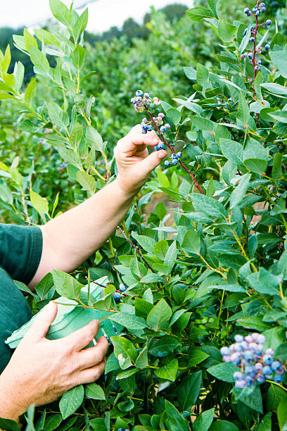 istock Picking Blueberries On A Berry Farm. 518503713