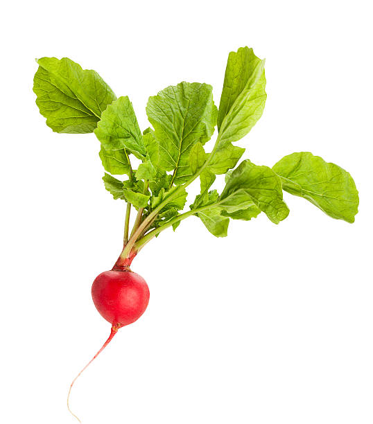 radish radish isolated radish stock pictures, royalty-free photos & images