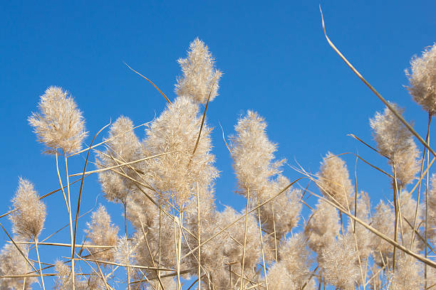 istock Natural background. Dry fluffy autumn grass 518504481
