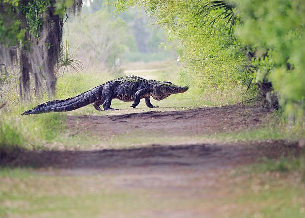 istock Alligator Crossing Trail 518504710