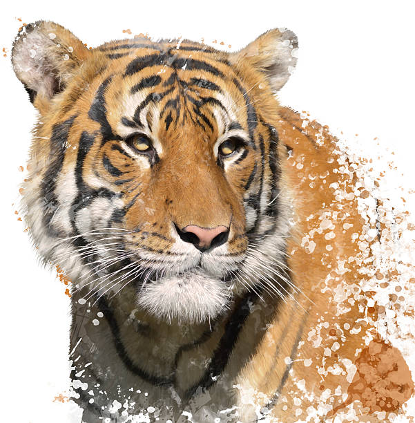 istock Tiger Portrait Watercolor 518505150