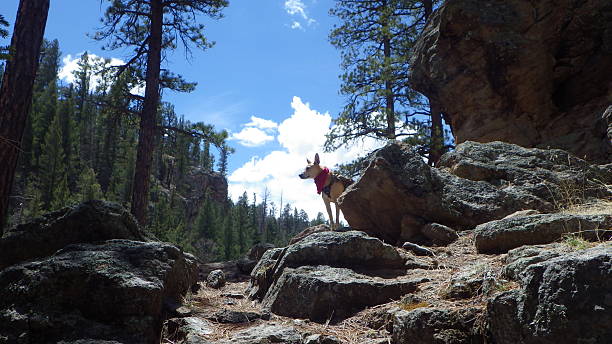 New Mexico Hiking Dog