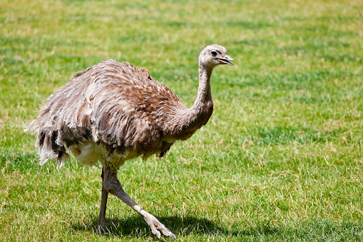 The Lesser Rhea is a large flightless bird. It is sometimes known as Darwin’s Rhea, named after the famous naturalist and evolutionist as he used the Rhea to demonstrate his theory of evolution. The feathers of the Rhea are similar to those of the ostrich.The sharp toed claws are used as effective weapons. It is extremely agile and can reach speeds of up to 40mph, enabling it to escape many predators. It is essentially a herbivore. Their habitat is grasslands and scrub land of South America. Good copy space.