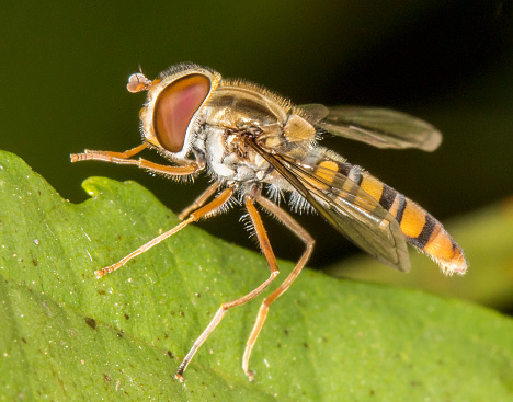 macro picture of hoverfly
