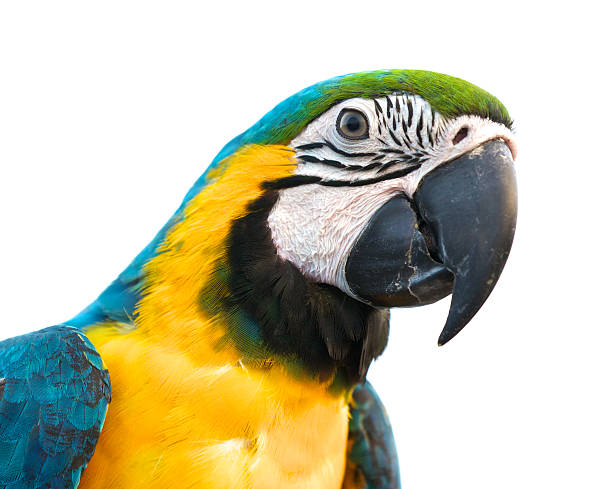 istock blue and gold macaw isolated on a white background 518521197