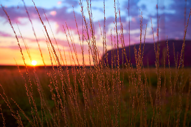 울룰루 dawn - uluru australia northern territory sunrise 뉴스 사진 이미지