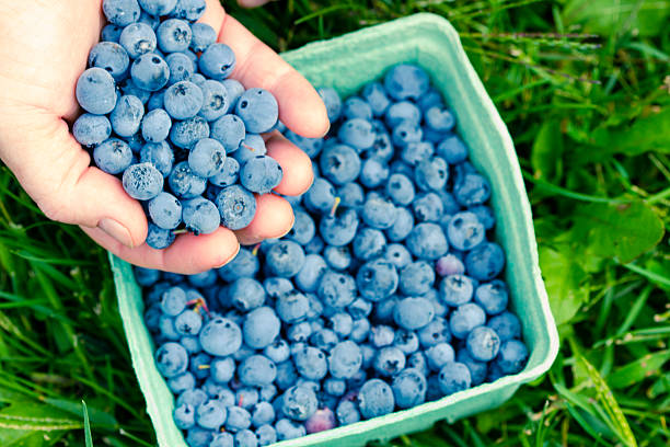 istock Picking Blueberries On A Berry Farm. 518521825