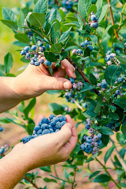 cueillir des bleuets sur berry farm. - blueberry picking freshness berry photos et images de collection
