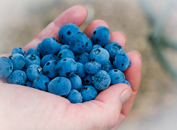 istock Picking Blueberries On A Berry Farm. 518521829