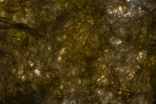 Tissue paper fibers under the microscope with a yellow spot of dirt.