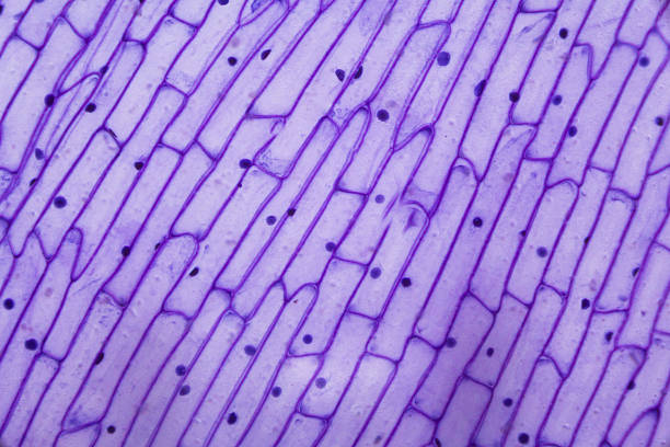 그레디언트된 양파형 peel 조각을 제거해 현미경으로 검사합니다 - scientific micrograph 뉴스 사진 이미지