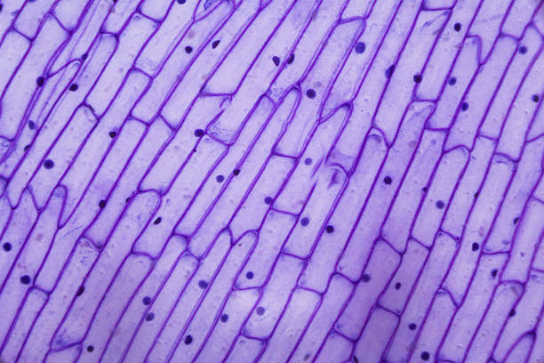 фиолетовый лук пил под микроскопом - scientific micrograph стоковые фото и изображения