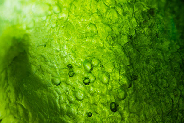 ogórek w mikroskop - cell plant cell biology scientific micrograph zdjęcia i obrazy z banku zdjęć