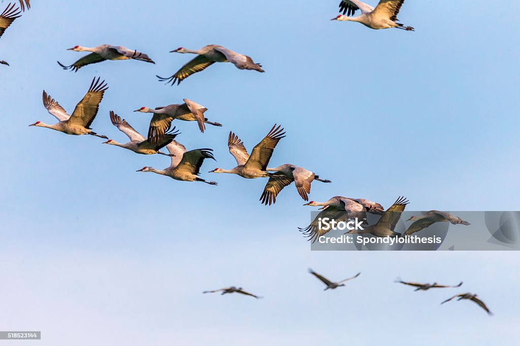 Flock of Sandhill Cranes, California, USA Flock of Sandhill Cranes flying in winter time. 600mm lens. Canon 1Dx. Bird Stock Photo