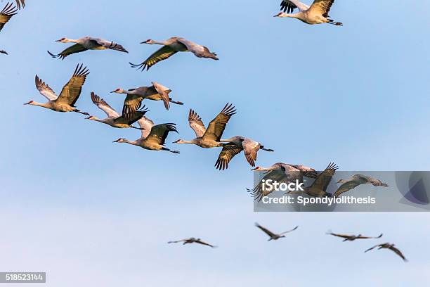 Flock Of Sandhill Cranes California Usa Stock Photo - Download Image Now - Bird, Animal Migration, Flying
