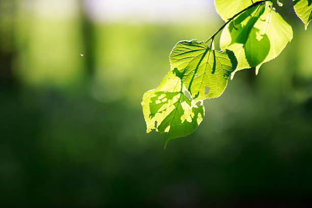 A small insect flying towards some leaves on a sunny day