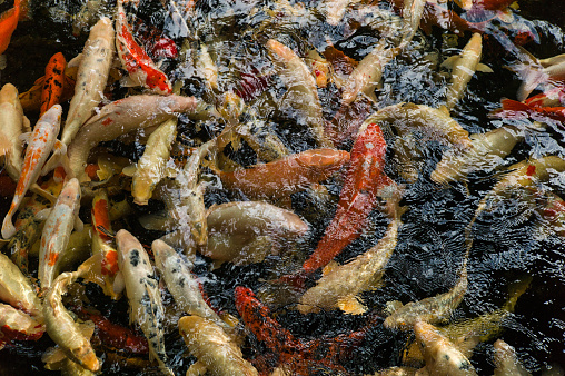 Many Colored Koi Carps in a Dark Pond