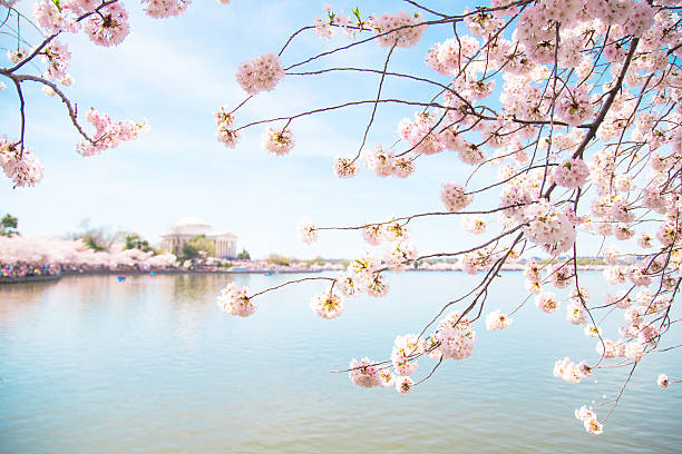 istock Pink Cherry Blossom Framing Jefferson Memorial in Washington DC 518523905